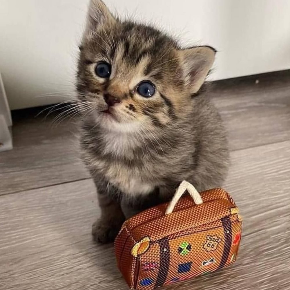 Hello! I'm KC!
